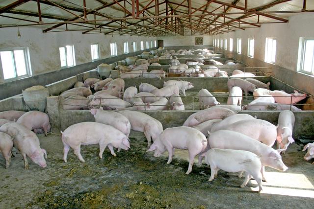 养猪想要赚钱做到以下四点,养猪如何才能赚钱
