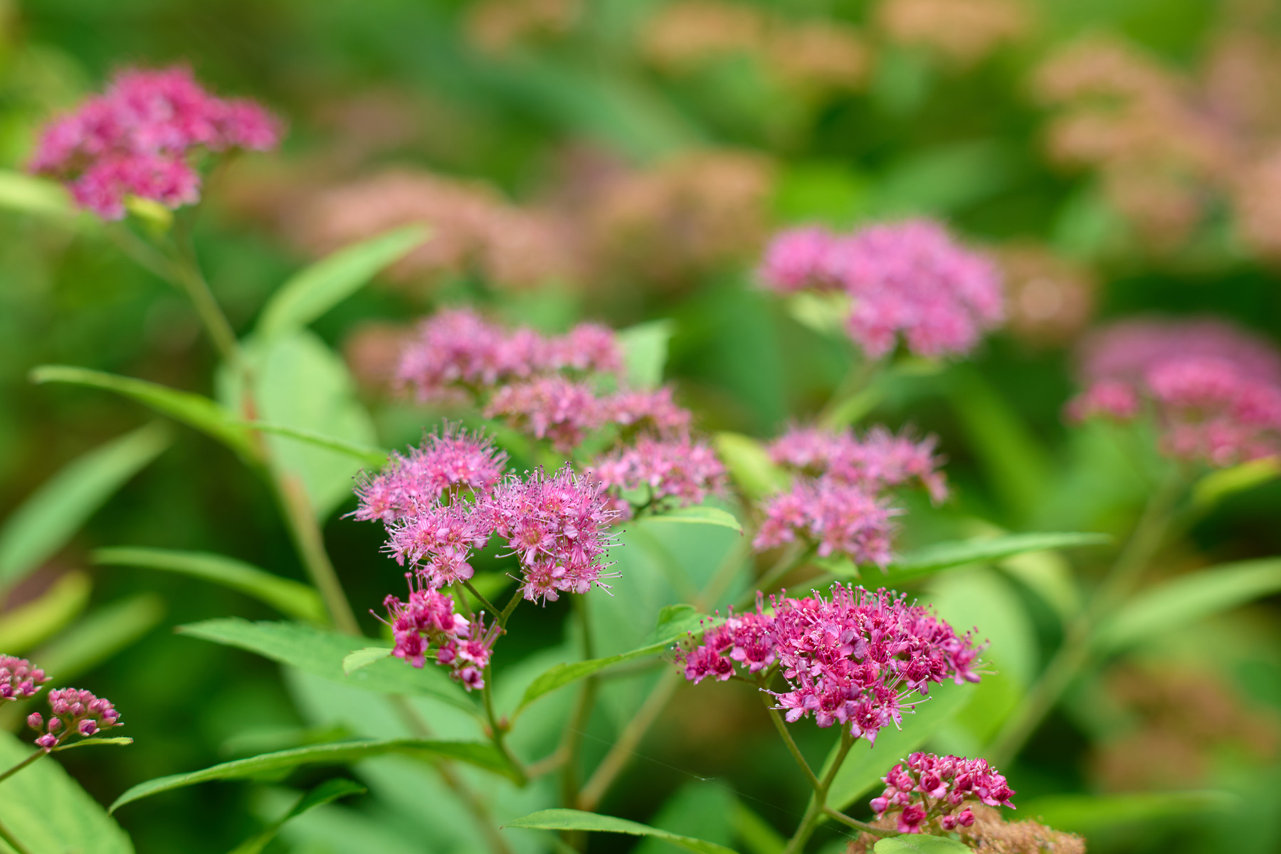 适马sigma60-600mm拍月亮,适马sigma18-50mmf2.8dcdn测评