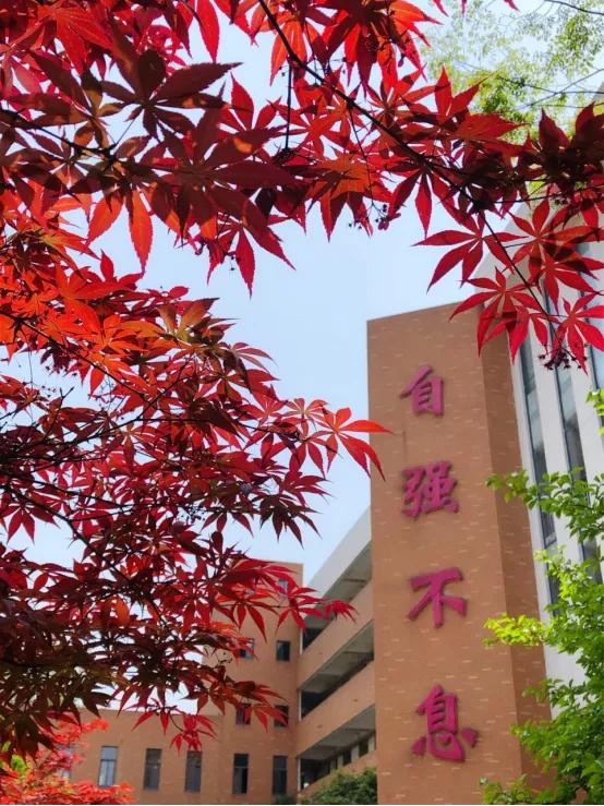 最美的风景美丽的校园,最美的风景就是校园