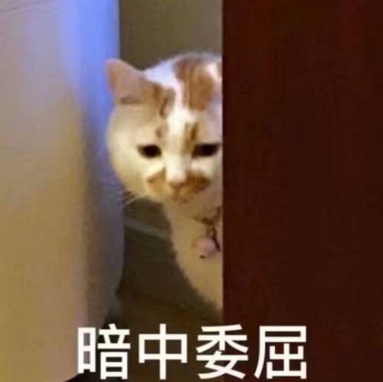 养猫为什么需要下聘礼,养猫必须付出代价