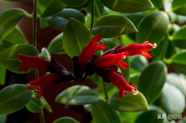 口红吊兰掉花苞什么原因,卷叶口红吊兰怎么养