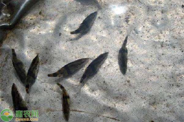 石斑鱼苗畸形是什么原因,石斑鱼苗黑身病怎么治疗