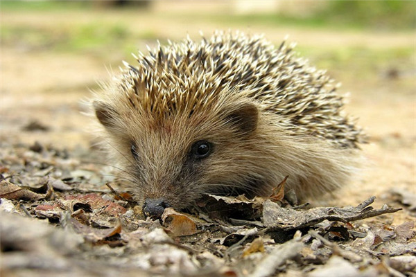 我和刺猬之间的趣事,阅读刺猬趣事