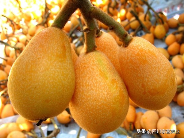 枇杷品种哪种最好,枇杷最好的品种是哪种