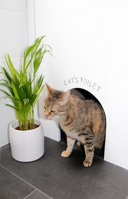 猫咪泪沟和泪痕的区别图,猫咪泪痕涂抹药