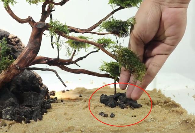 莫斯树到底好不好,莫斯树是什么