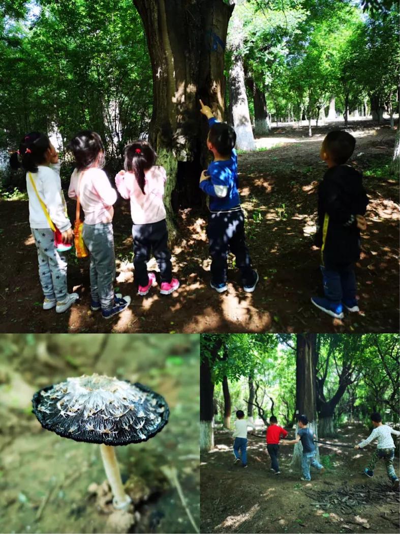 运城华德福森林幼儿园,华德福幼儿园的孩子长大后怎么样