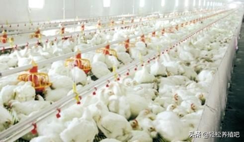 鸡肠炎的发病原因及治疗方案,鸡大肠杆菌肠炎型用什么药治