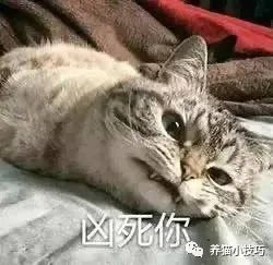 猫咪动态图超凶,猫咪太凶怎么办