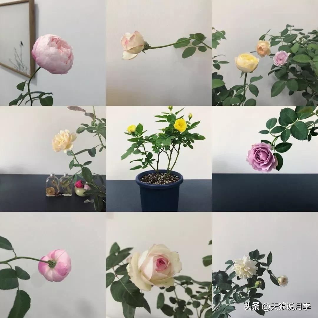 北阳台无直射光,北阳台直射光