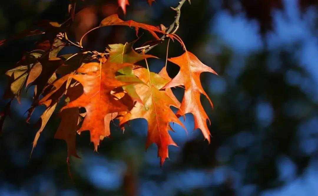 半生风雪，吹落深秋霜月