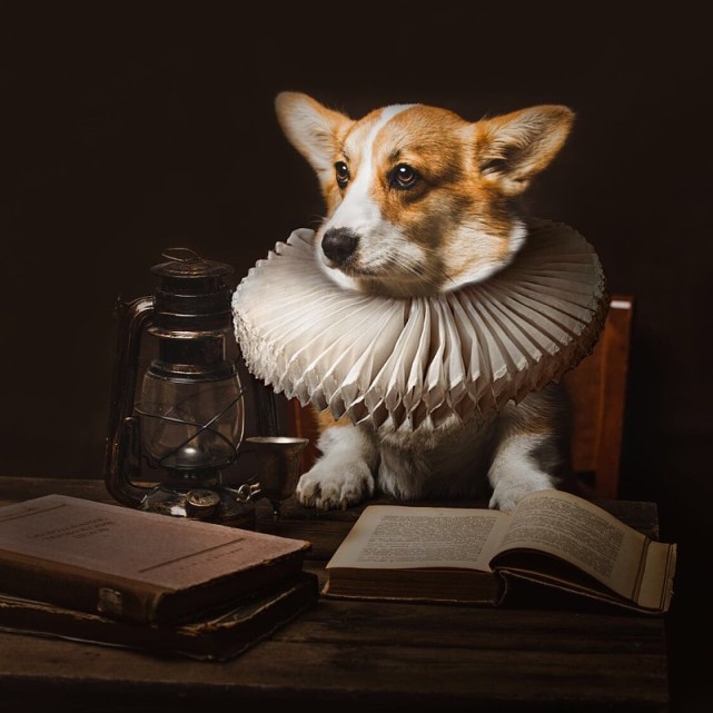 柯基喂养一个月吃什么钙片,刚领养过来的柯基怎么喂养