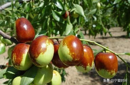 宁夏性价比高的特产现货供应,宁夏的特产有几种分别是哪些