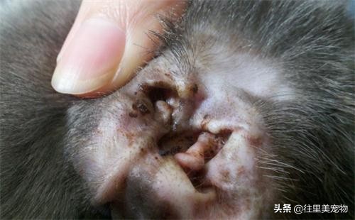 猫狗有耳螨应用内驱还是外驱,什么药治疗猫狗耳螨效果最见效快