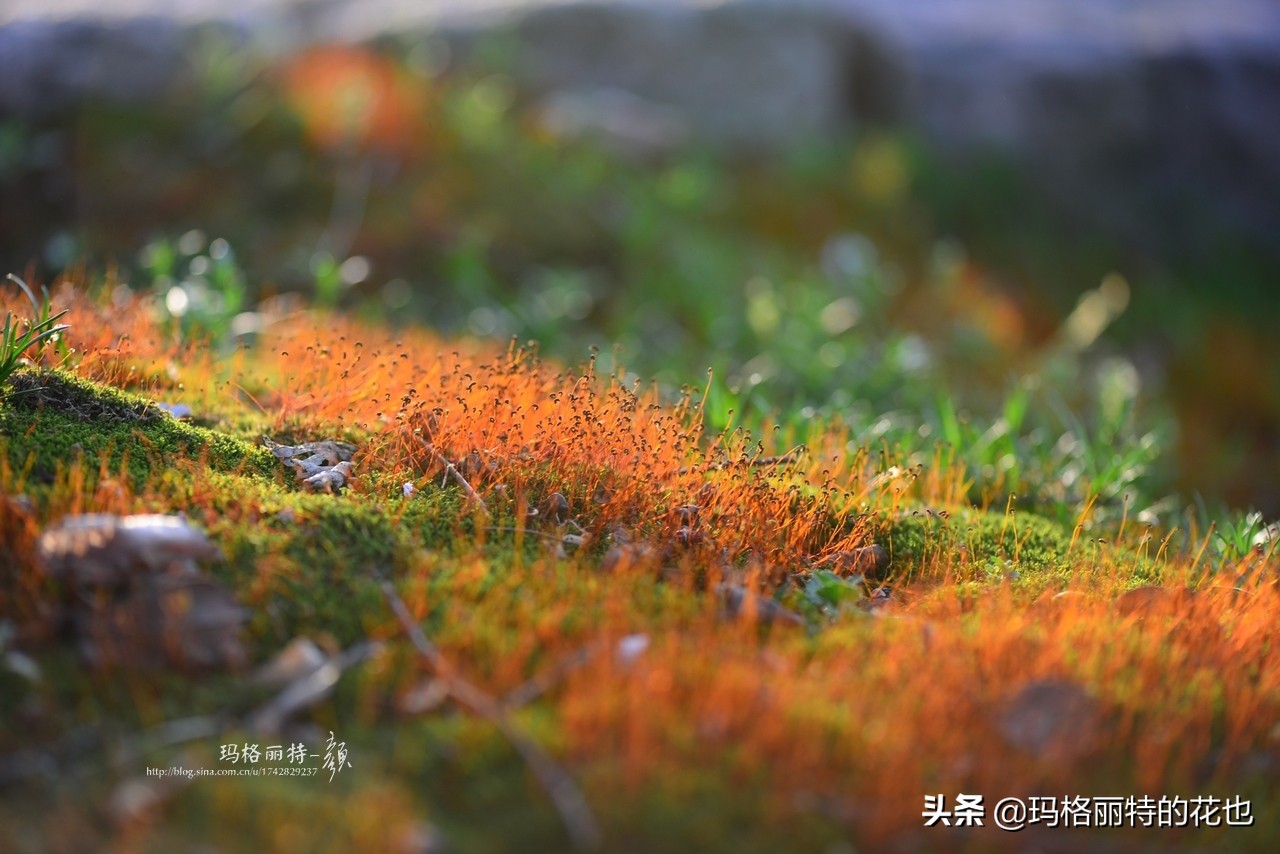 种植苔藓养护方法,苔藓怎么养护才能长得好