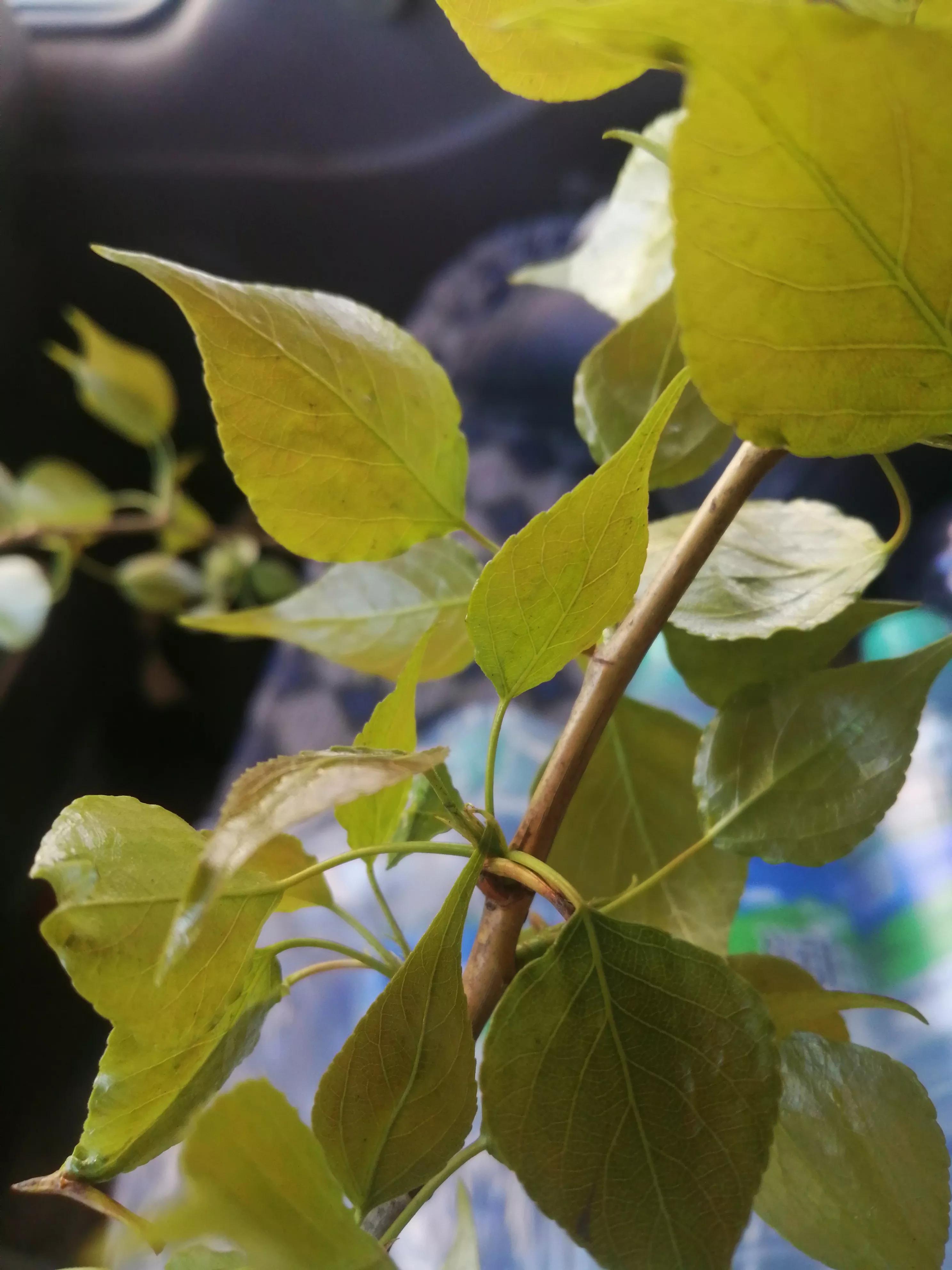 杨树叶能吃吗,杨树叶子能不能吃