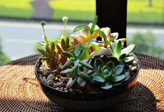 夏养多肉冰梅容易黑腐化水？盆栽往3方面下功夫，看着仙气飘飘
