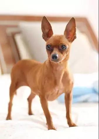 身价最高的狗,身价20亿的狗