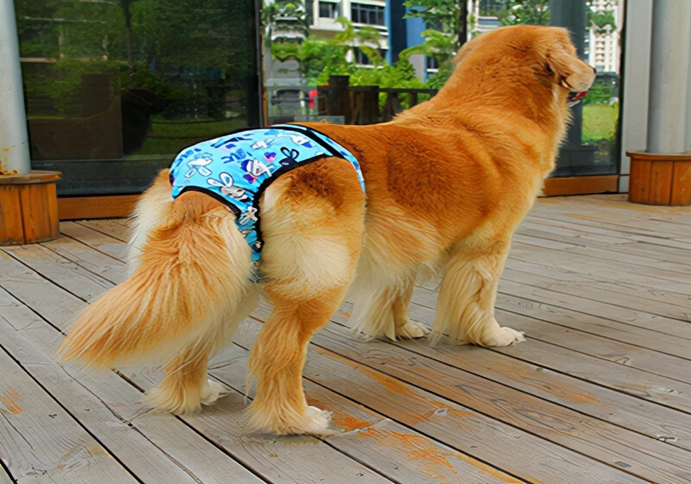 狗狗生理期的症状及治疗,养狗须知狗狗来例假应该注意什么