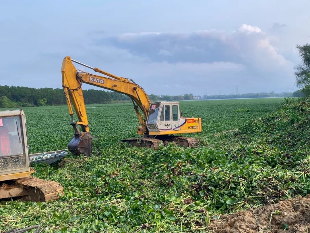 对水浮莲开战阳春清漂任务84万平方米，每天至少清漂8万平方米