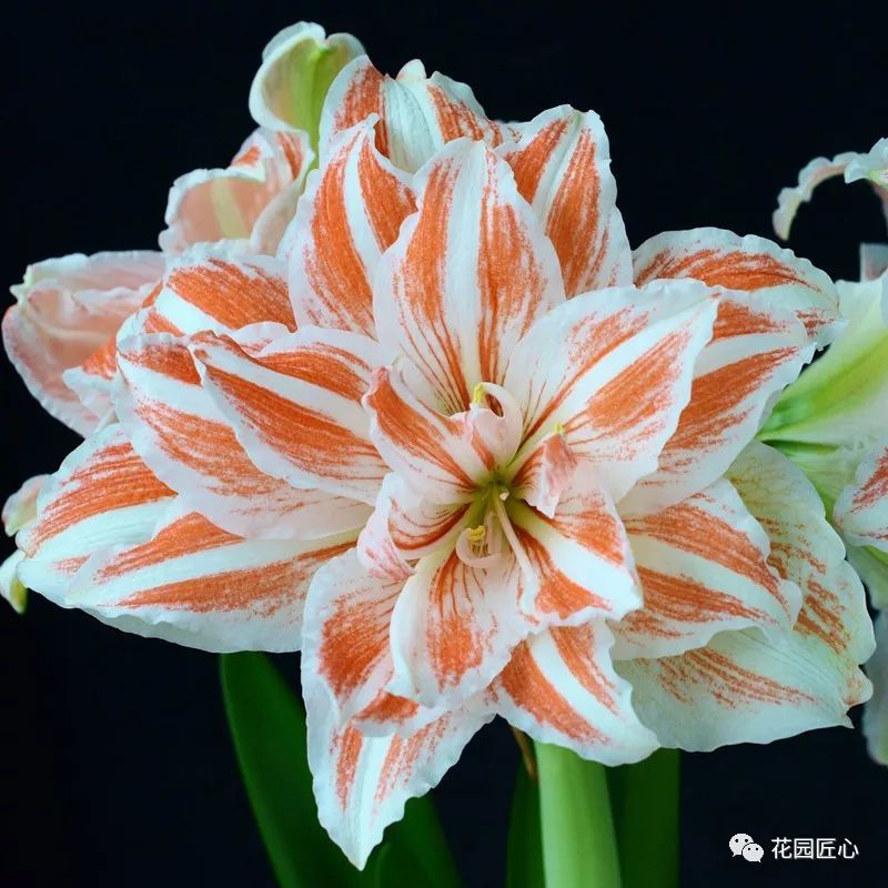 朱顶红为什么老是烂球,怎么才能让朱顶红不生小球