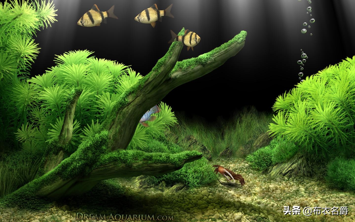 狗产后24小时内出现低血钙怎么办,宠物犬产后低血钙