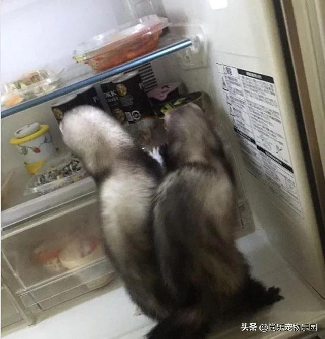 养了两只狗被偷了,宠物雪貂吃老鼠