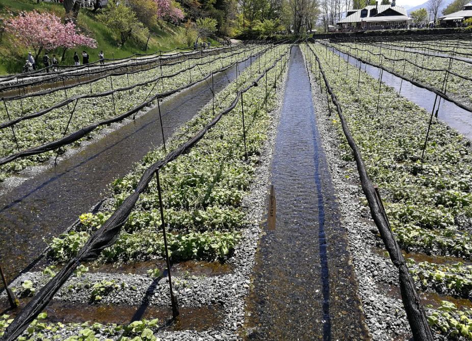一周狼狈吃了两根山葵的人，终于去了安昙野大王山葵农场