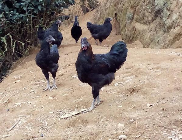 乌鸡为什么越养越贵,养乌鸡会更赚钱吗