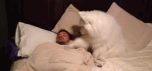 养萨摩耶的注意事项,养萨摩耶需要注意哪些事项