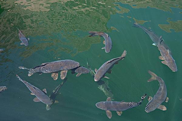 鲤鱼一直在水面跳怎么钓,野钓鲤鱼一直没口怎么办