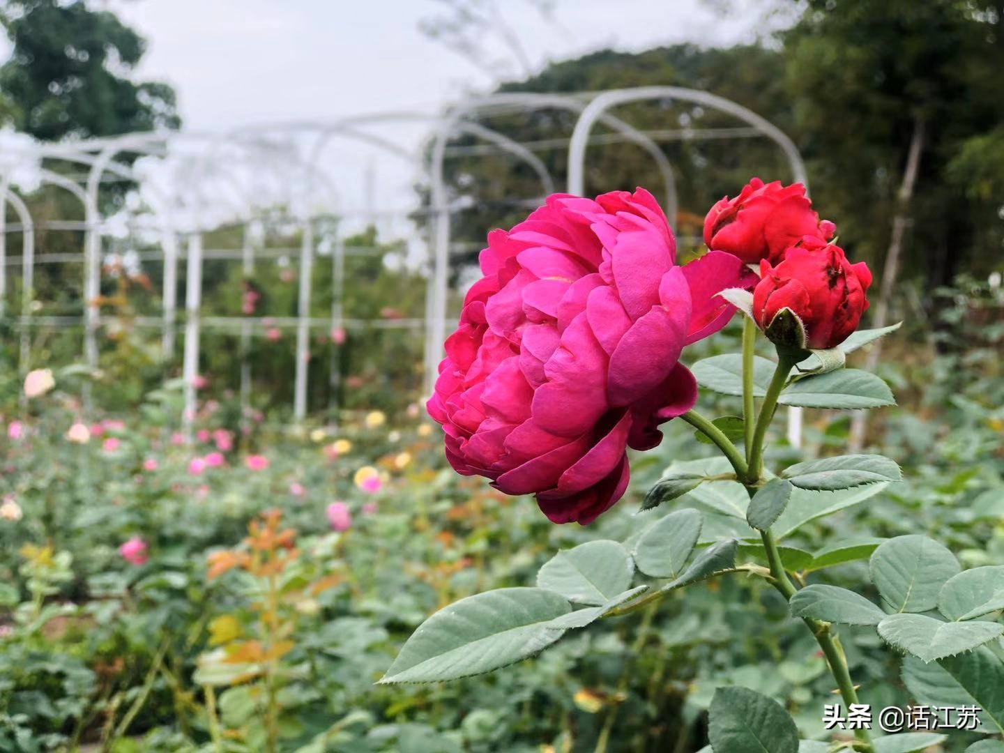 南京赏花的地方有哪里,南京赏花踏青
