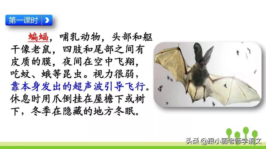 语文思维导图四年级上蝙蝠和雷达,人教版四年级上册蝙蝠和雷达朗读