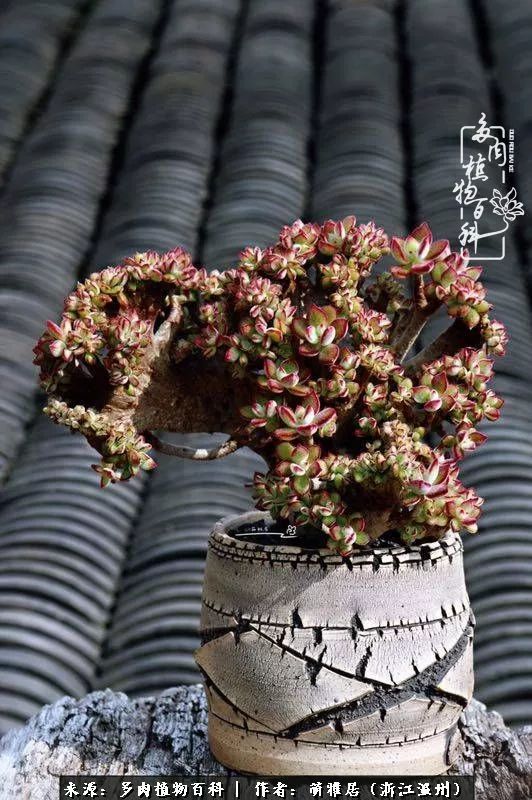 多肉最美的季节已来到,多肉最美的季节来临