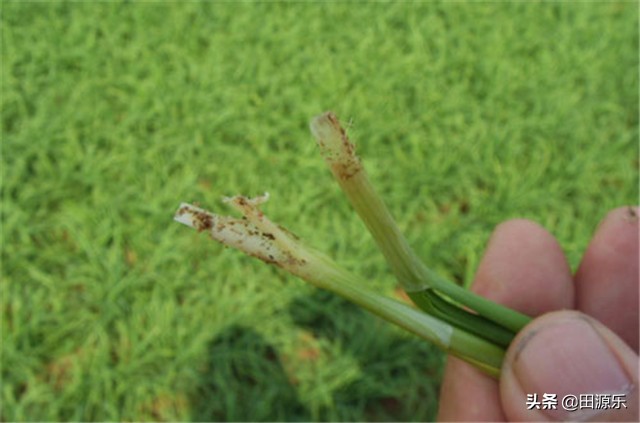 种植韭菜之前防治韭蛆的好方法,韭蛆病虫害防治方案
