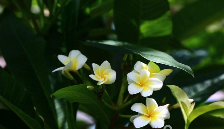 掠过“鸡蛋花”之儿时记忆