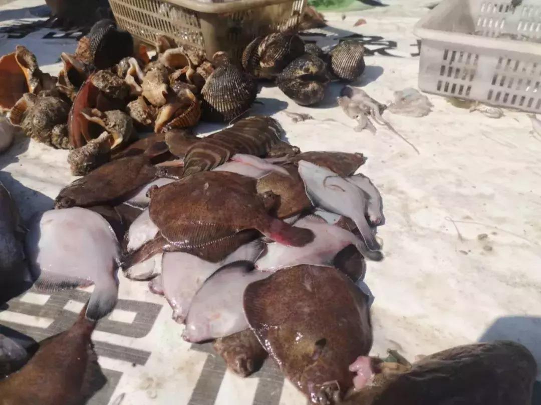 青岛开海了新鲜肥美的海鲜已上市,青岛开海红岛海鲜八大关