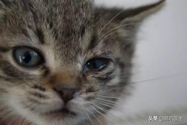 猫咪舔鼻子代表着什么,猫咪舔鼻子是什么原因