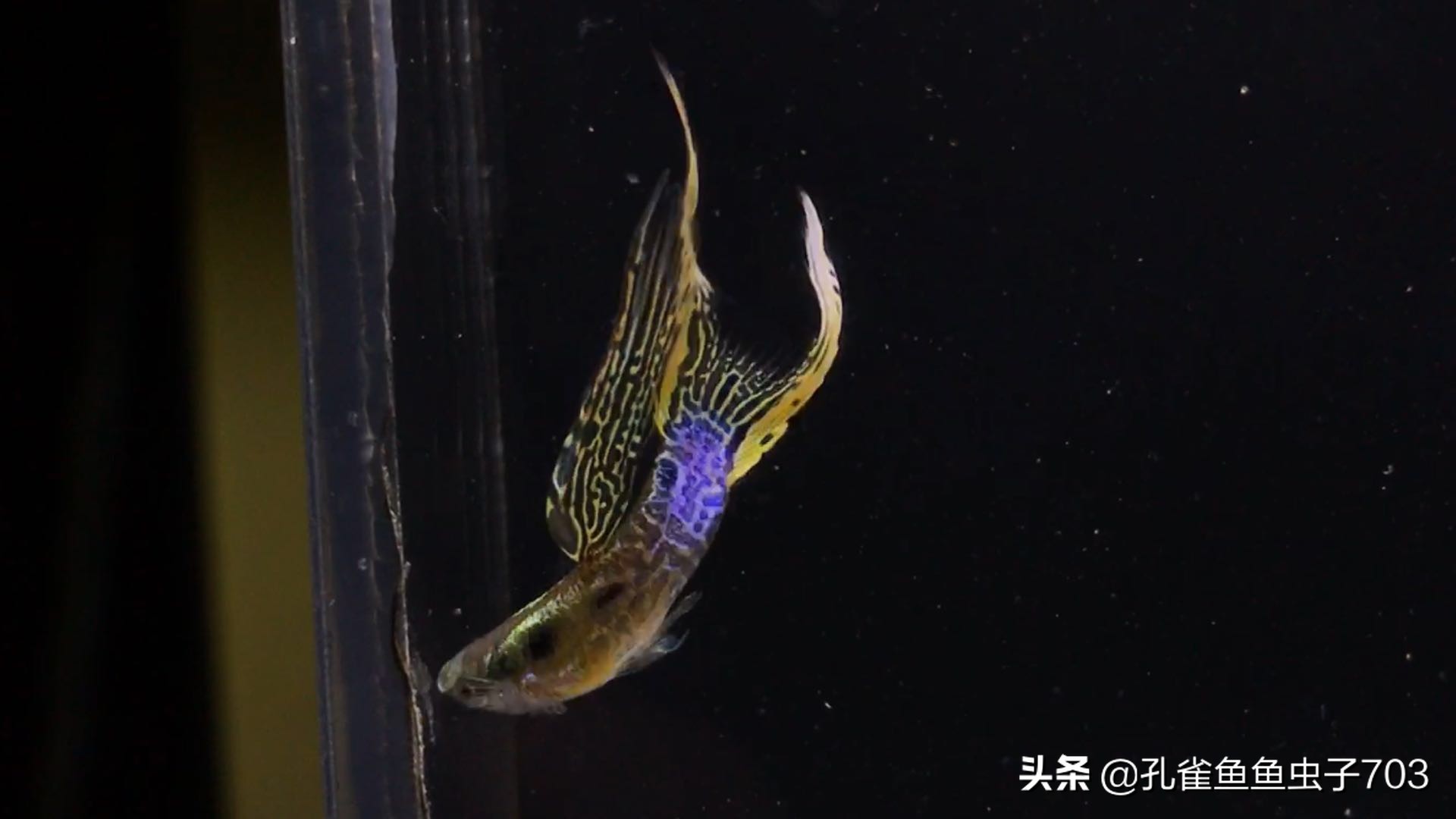 孔雀鱼喂食器原理图,孔雀鱼怀孕怎么喂食