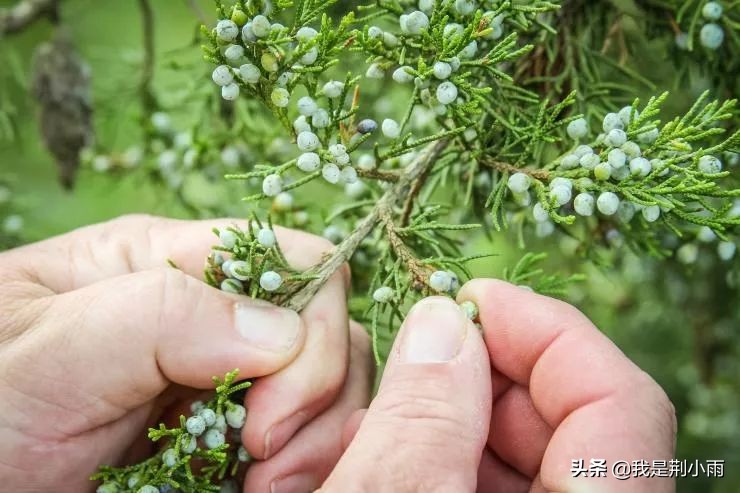 世界六大蒸馏酒历史,金酒的10大禁忌