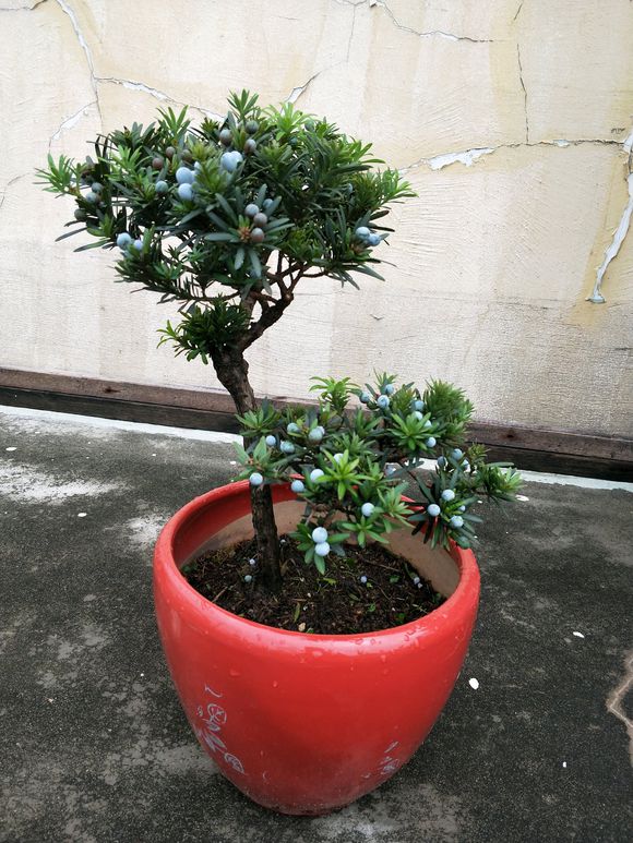 罗汉松叶子黄了怎么救活,罗汉松叶子发黄干枯是什么原因