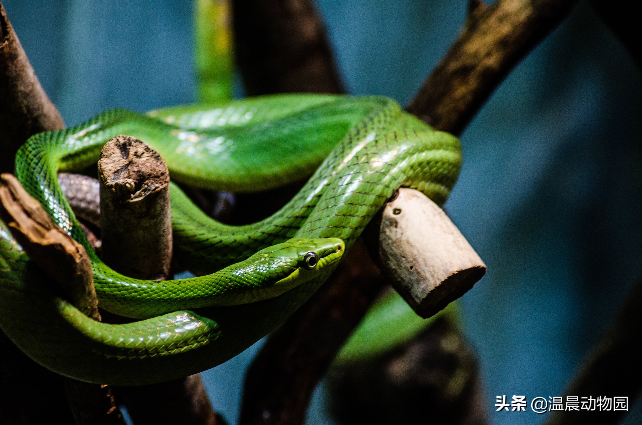 宠物蛇出现拒食现象有这五个原因，严重程度可大可小，但不能忽略