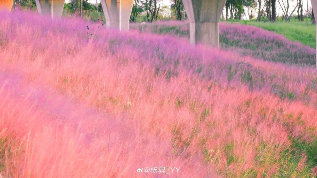 粉黛乱子草红了！成都周边这6个地方，不收门票这周就能去