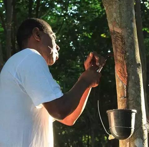 乳胶枕下藏了不可告人的秘密,乳胶枕为什么火爆