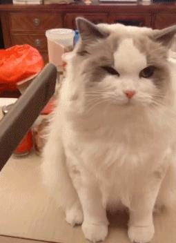 别劝年轻人买loft,戴森到底值不值得购买