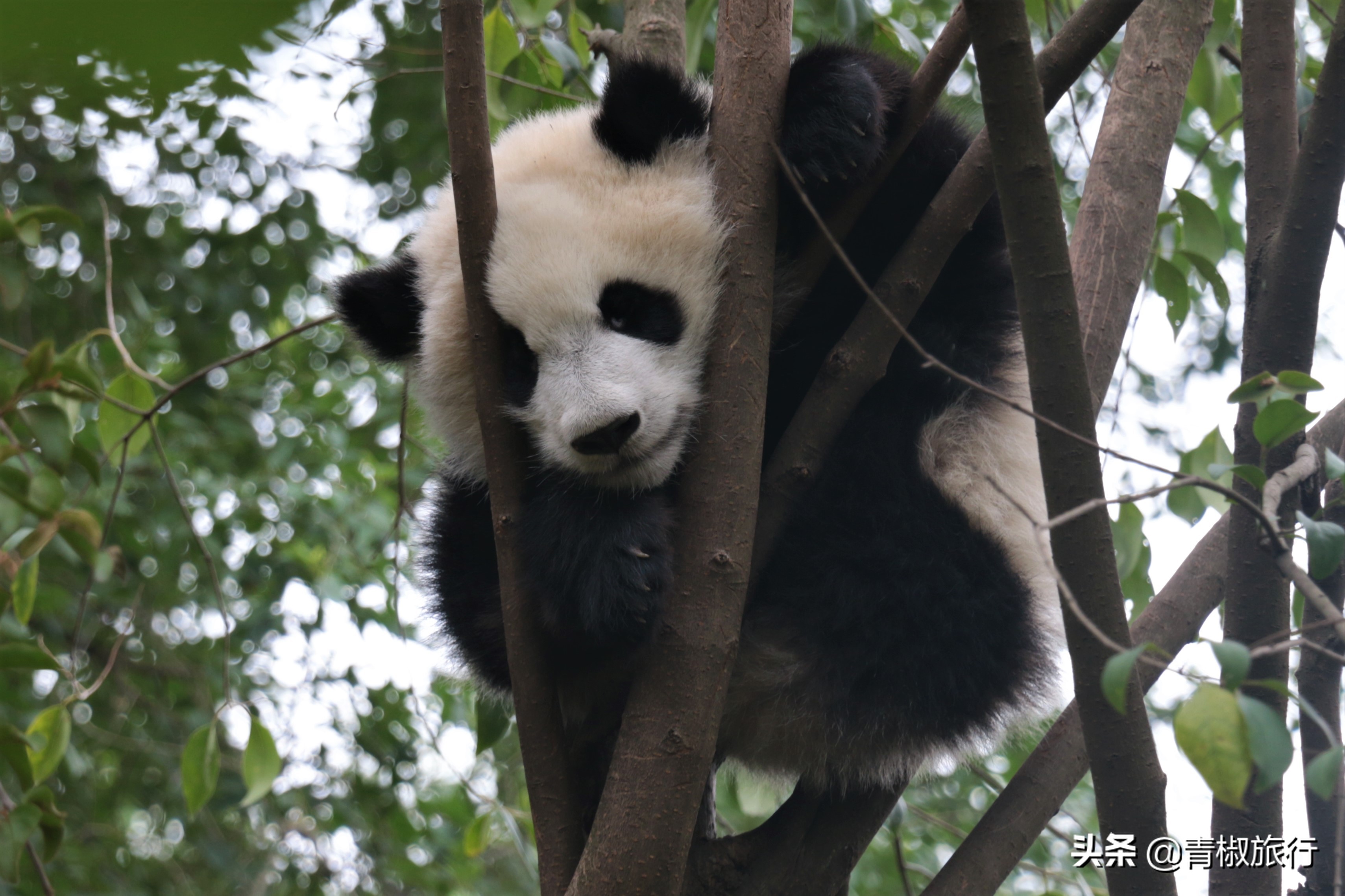 成都的美让人如此着迷，熊猫火锅麻将，春节每一景都是你来的理由