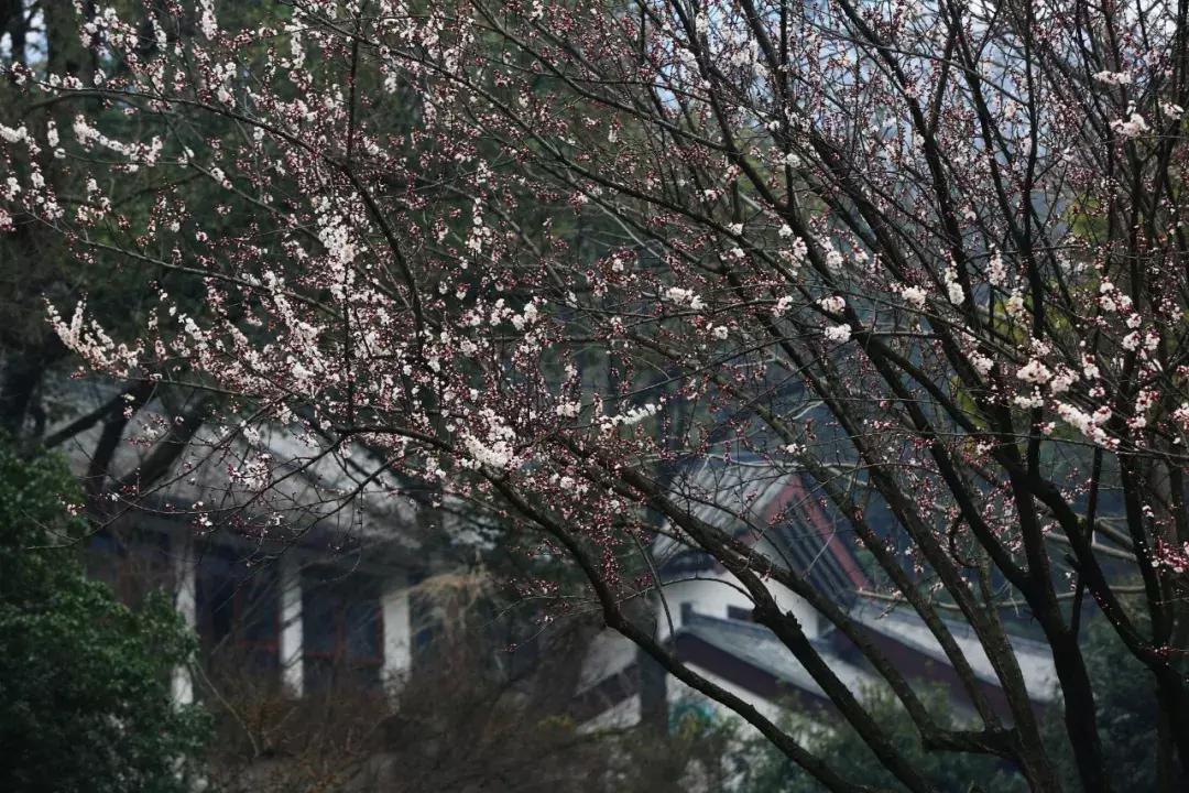 濡備綍鍖哄垎妯辫姳妗冭姳姊ㄨ姳鏉忚姳娴锋,妯辫姳妗冭姳鏉庤姳鏉忚姳濡備綍鍖哄垎