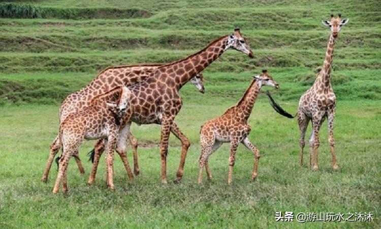 永川吃喝攻略旅游景点,永川旅游攻略推荐