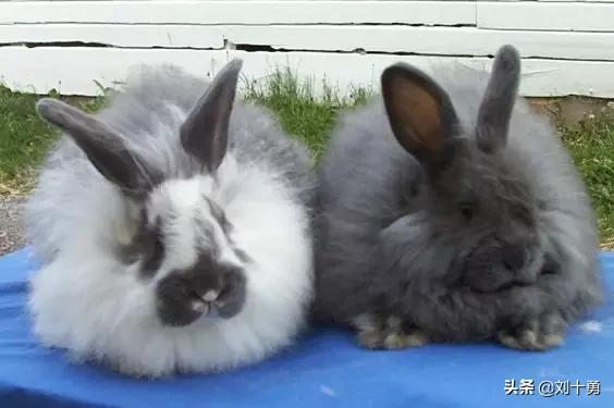 罕见动物60种大开眼界,十种罕见动物