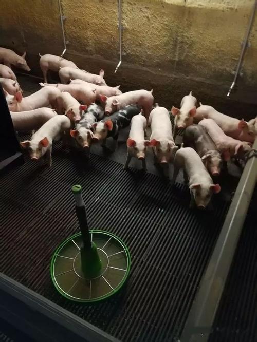 春季流行性感冒,养殖猪如何预防疾病